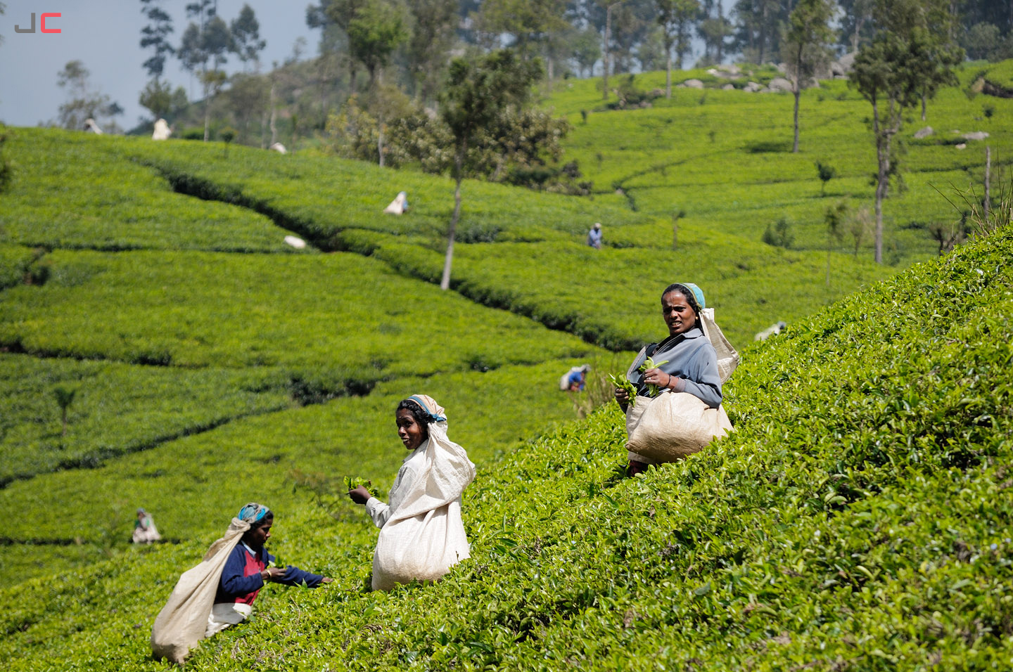 برداشت چای سریلانکا