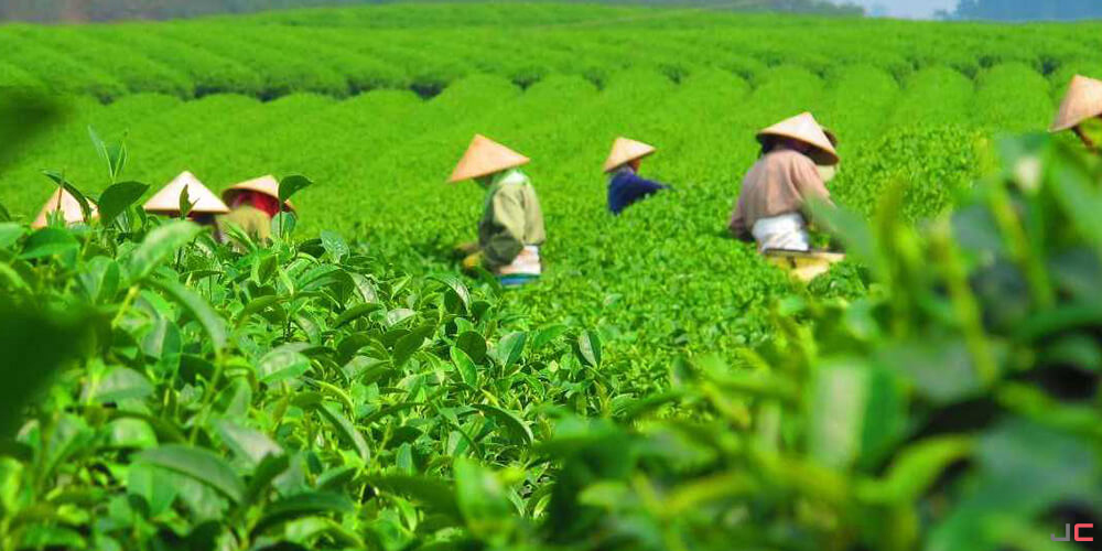Green tea harvest