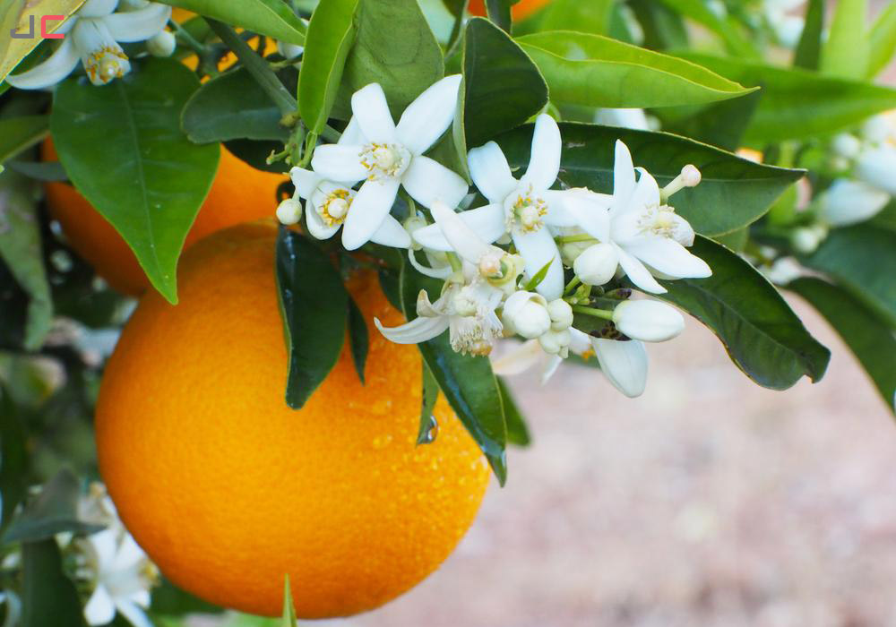 میوه درخت نارنج